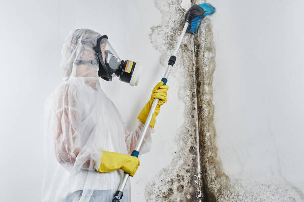 Best Mold Remediation for Specific Building Types in Beaufort, NC
